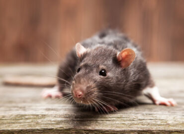 Cómo mantener a los roedores fuera de la vivienda mientras se reforma