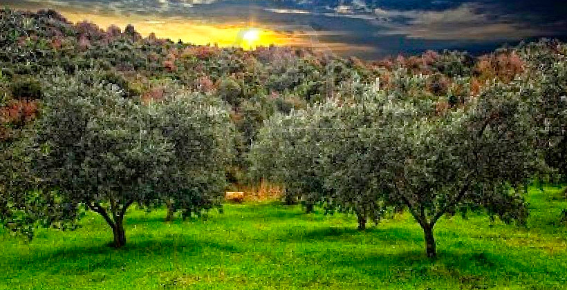 El olivo como decoración ornamental