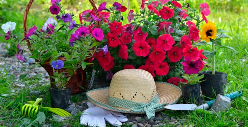 ¿Qué flores plantar para tener un jardín increíble?