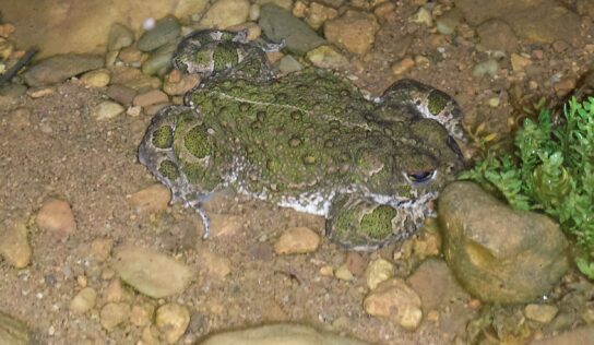 ADEL Sierra Norte destaca la importancia de proteger el hábitat de los anfibios protegidos de la zona