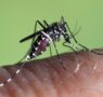 Los mosquitos adelantan su llegada y obligan a reforzar los planes de prevención y control de plagas