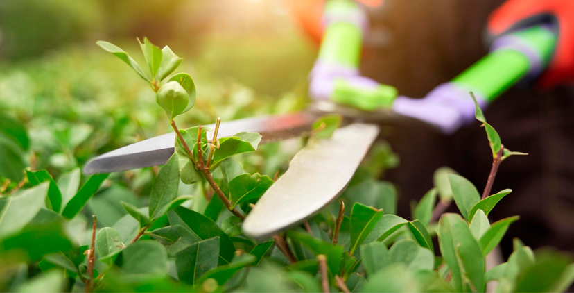 Más que jardinería: cómo la poda mejora el confort y el diseño