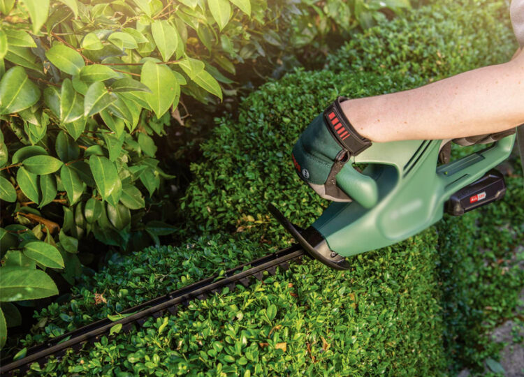 ¿Sabías que podar árboles puede aumentar el valor de tu casa?