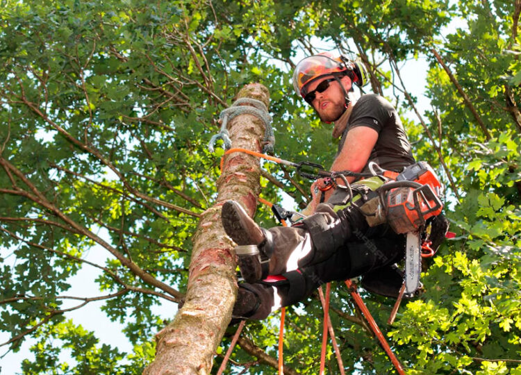 Cuando cortar es la clave: La poda de árboles de gran porte