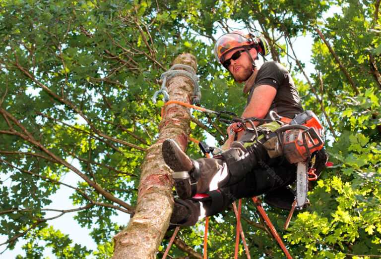 Cuando cortar es la clave: La poda de árboles de gran porte