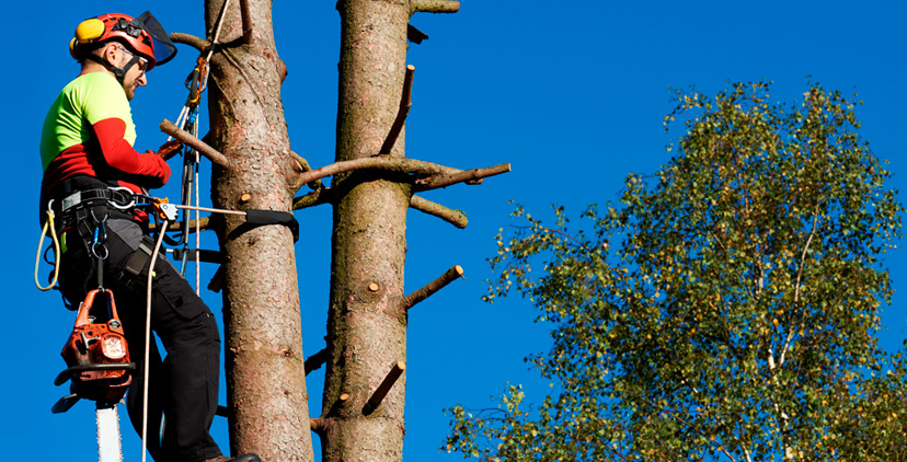 Tipos de poda en árboles grandes