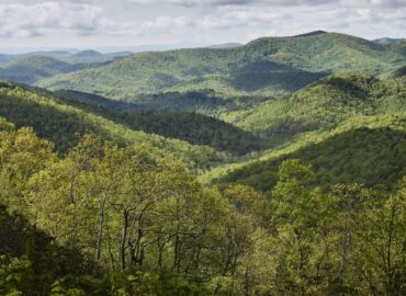 El documental Forested Future invita a reconectar con el mundo natural y los grandes bosques del planeta
