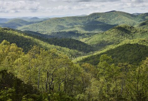 El documental Forested Future invita a reconectar con el mundo natural y los grandes bosques del planeta