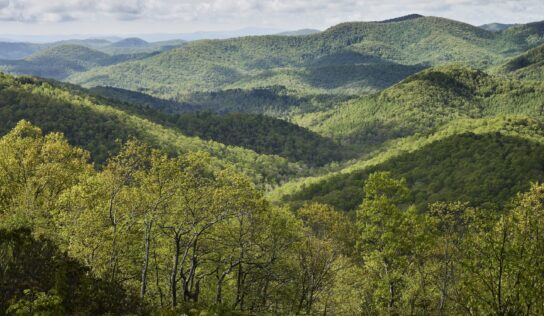 El documental Forested Future invita a reconectar con el mundo natural y los grandes bosques del planeta