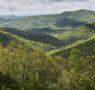 El documental Forested Future invita a reconectar con el mundo natural y los grandes bosques del planeta