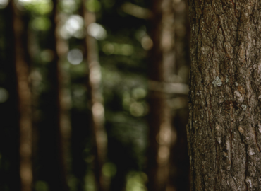 Grup Boix alerta sobre el riesgo de incendios y reivindica la gestión forestal con la llegada del invierno