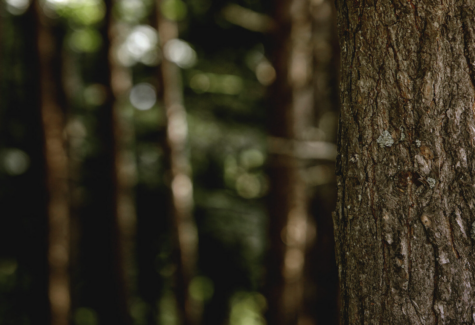 Grup Boix alerta sobre el riesgo de incendios y reivindica la gestión forestal con la llegada del invierno