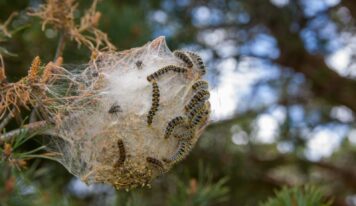 La procesionaria ya no espera a la primavera: su aparición se adelanta y aumenta el riesgo sanitario en España