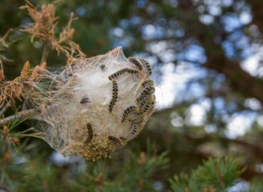La procesionaria ya no espera a la primavera: su aparición se adelanta y aumenta el riesgo sanitario en España