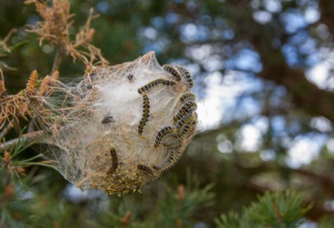 La procesionaria ya no espera a la primavera: su aparición se adelanta y aumenta el riesgo sanitario en España
