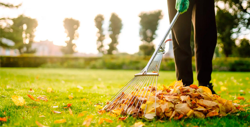 Limpieza y orden: la base de un jardín vigoroso Limpieza y orden: la base de un jardín vigoroso