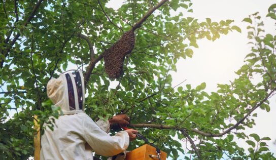 Más incidencias por avispas velutinas y más riesgos de salud pública asociados: qué hay detrás del aumento de la actividad durante el verano